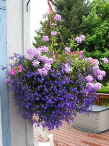 Hanging basket 4(1)