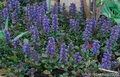 bugleweed-1.jpg