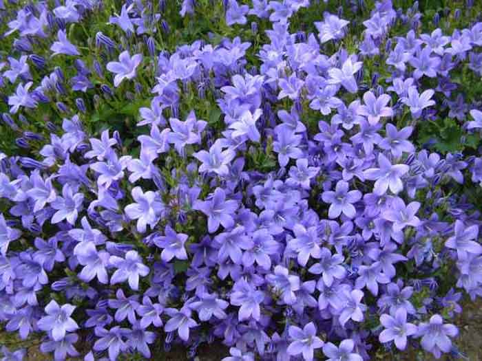 periwinkle.jpg