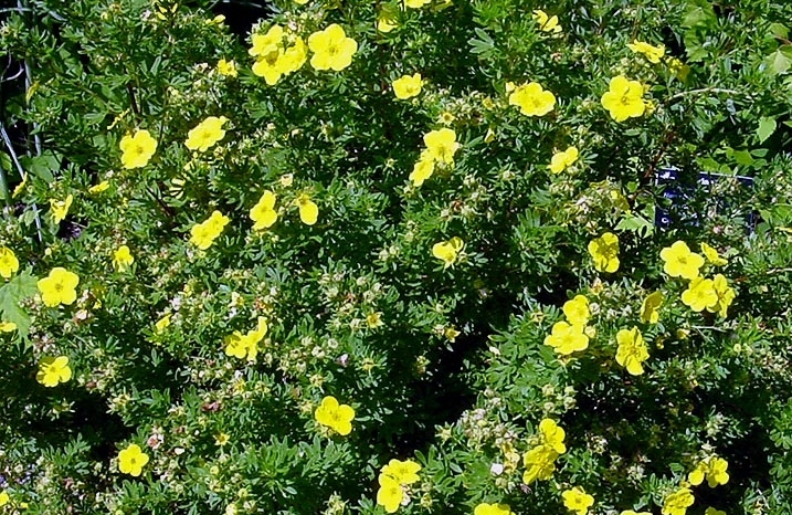 plantings_potentilla.jpg