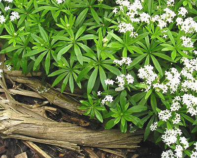 sweet_woodruff05-2_400.jpg