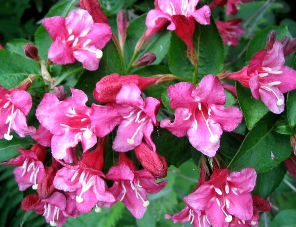 weigela-flower.jpg