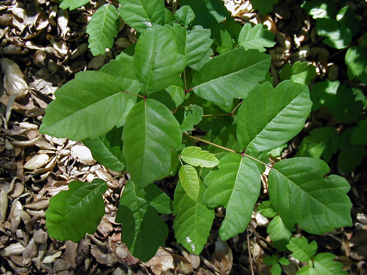 poison ivy plants pictures. poison ivy plant