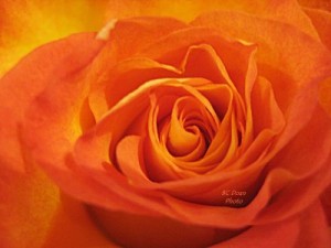 Orange_Rose-1