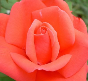 coral rose