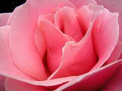 light pink rose