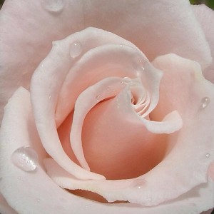 pale pink rose