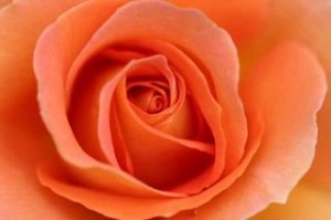 peach rose
