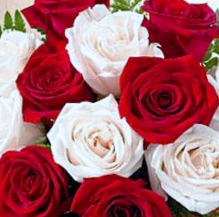 red and white roses