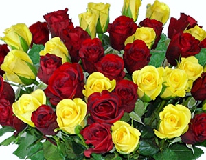 red and yellow roses