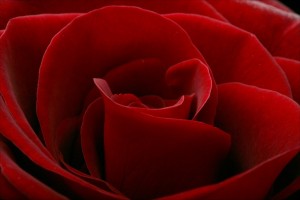 red-rose