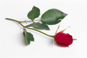 single-red-rose