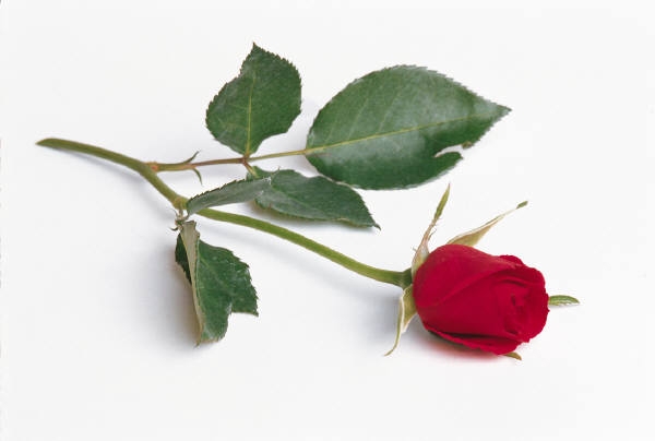 single red rose you will like this one i love you but i am not going