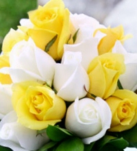 white and yellow roses