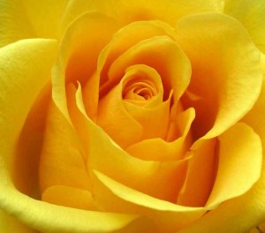 yellow-rose
