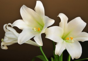 easter-lily