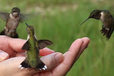 What are some good plants to attract hummingbirds?