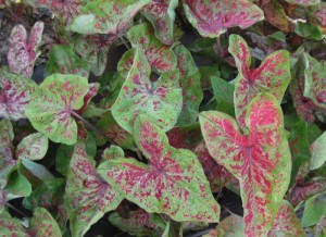 Caladium_Raspberry_Moon_800