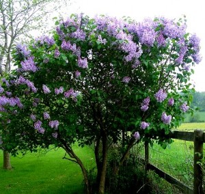 Syringa vulgaris