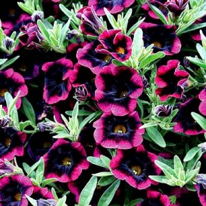 blackberry-punch-l