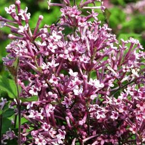 boomerang lilac
