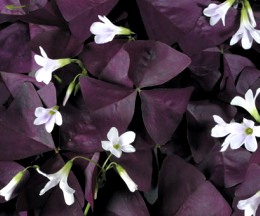 charmedwineoxalis