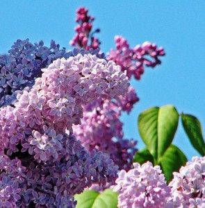 lilacs
