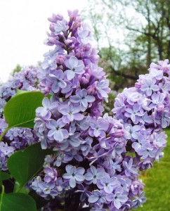 lilacs_President_Grevy