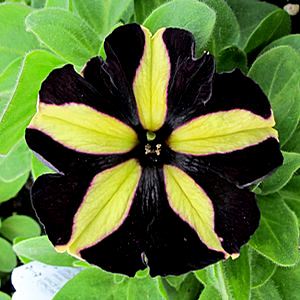 phantom petunia