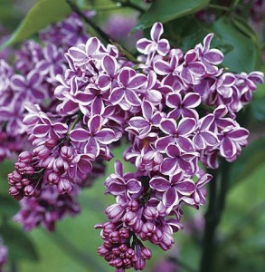 sensation lilac
