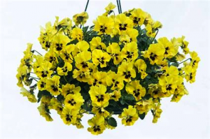 trailing pansies