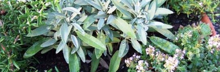 sage-rosemary-and-thymes 2