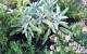 sage-rosemary-and-thymes 2