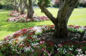 flowers-under-trees