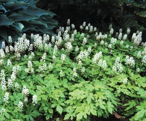 foamflower