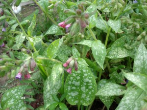 lungwort