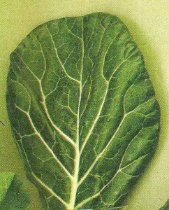 collard greens
