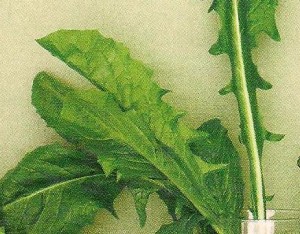 dandelion greens