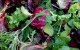 greens-feature