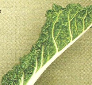 swiss chard