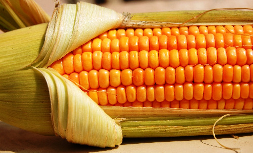 corn-on-the-cob-001