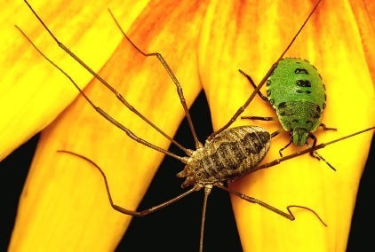 insects