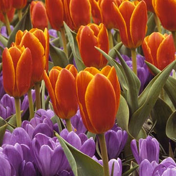 p_tulipkauf08262003