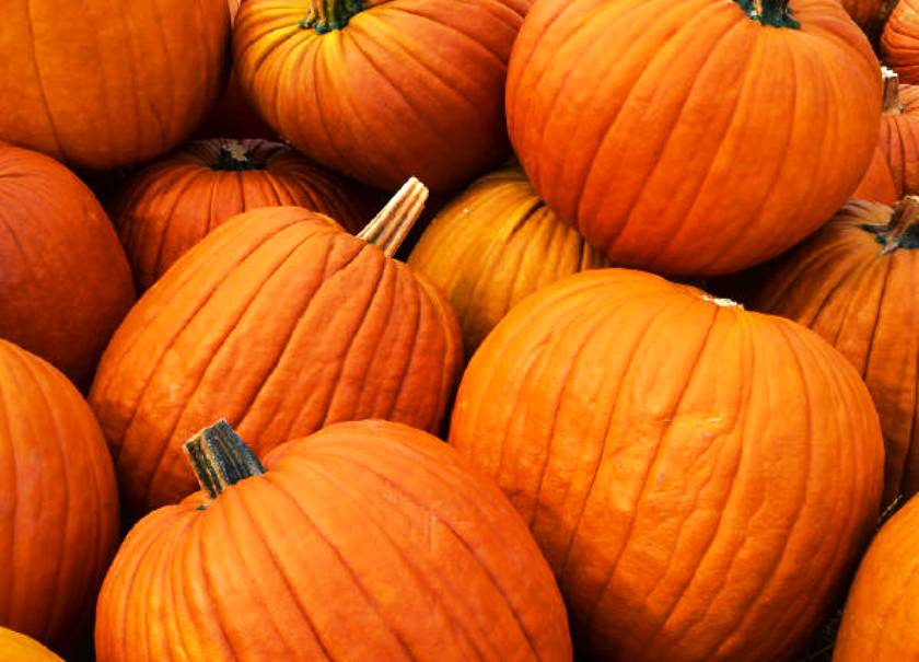pumpkins2