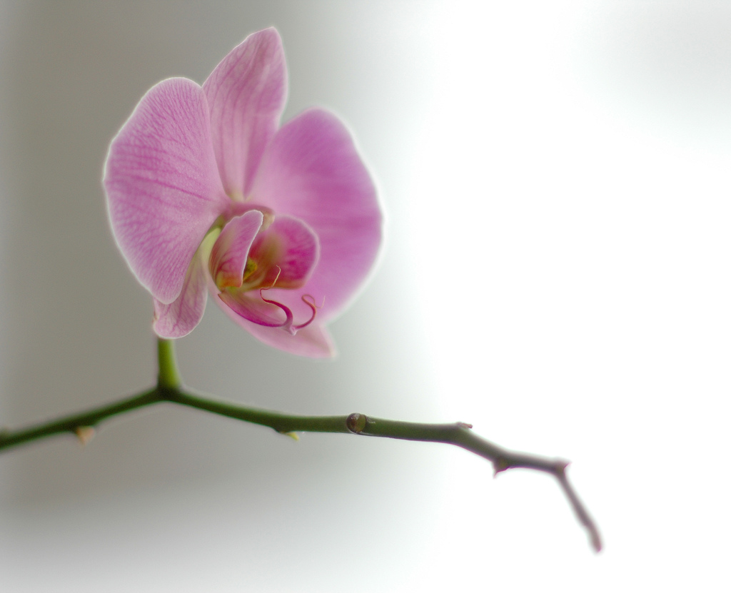 Orchid courtesy of Atle Brunvol via Flickr Orchid courtesy of Atle Brunvol via Flickr