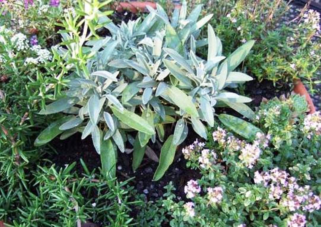 sage-rosemary-and-thymes 2