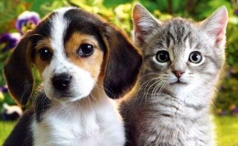 cats_dogs_03-feature