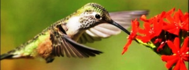hummingbird-feature