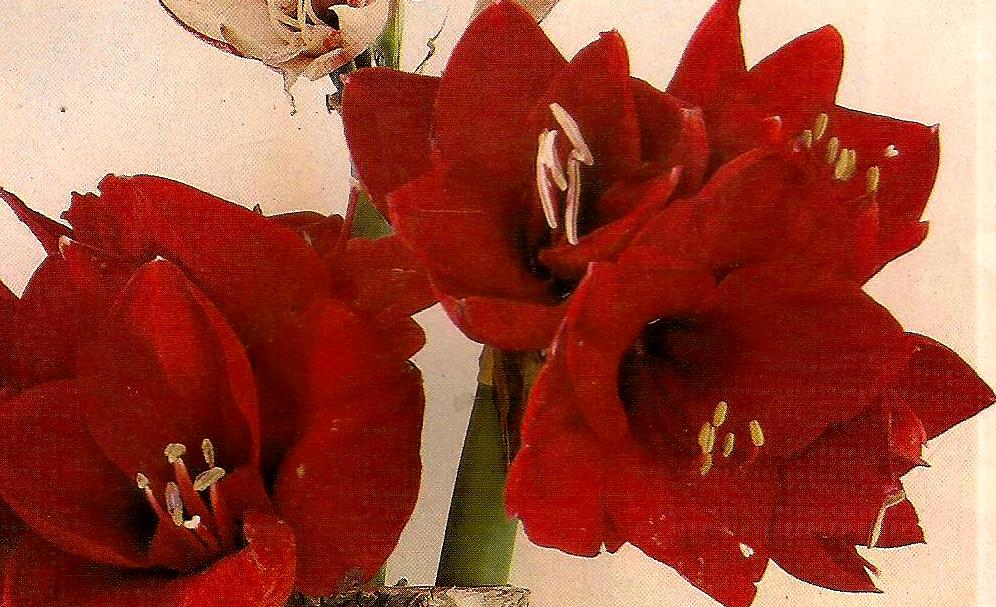 Amaryllis 001